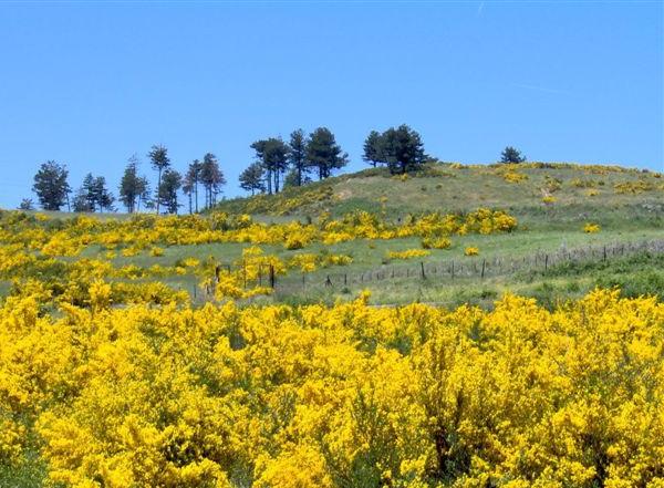 Parco della Sila