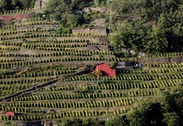 Vigneti di Grumello