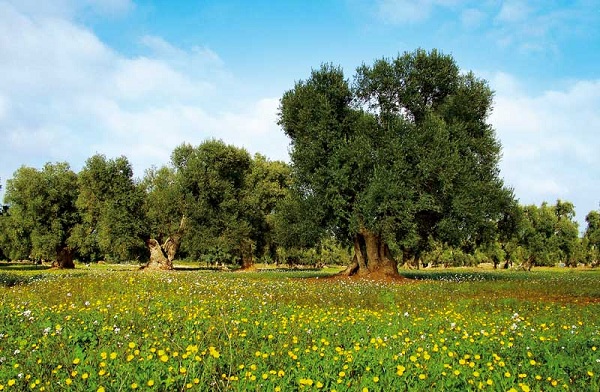 Olivi secolari della piana di Brindisi