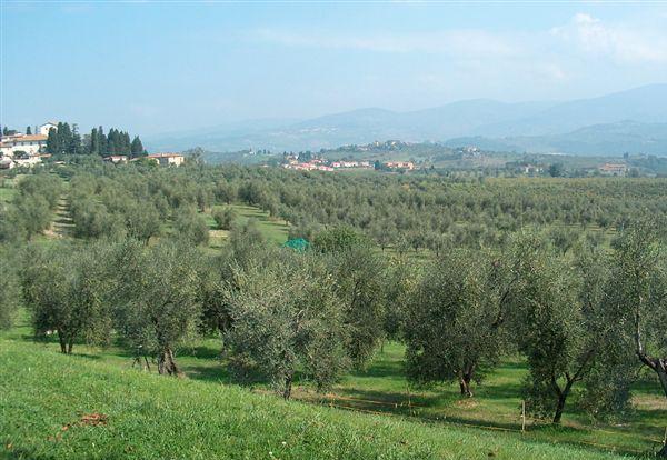 Oliveti nei dintorni di Rignano sull'Arno