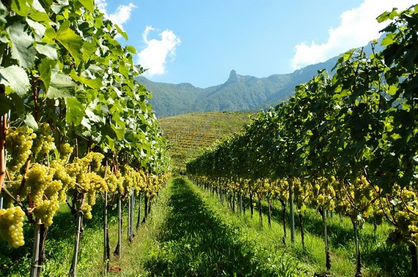 Vigneti nella Valle dei laghi