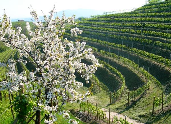 Vigneto di Valdobbiadene